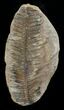 Million Year Old Fern Fossil - #5732-1